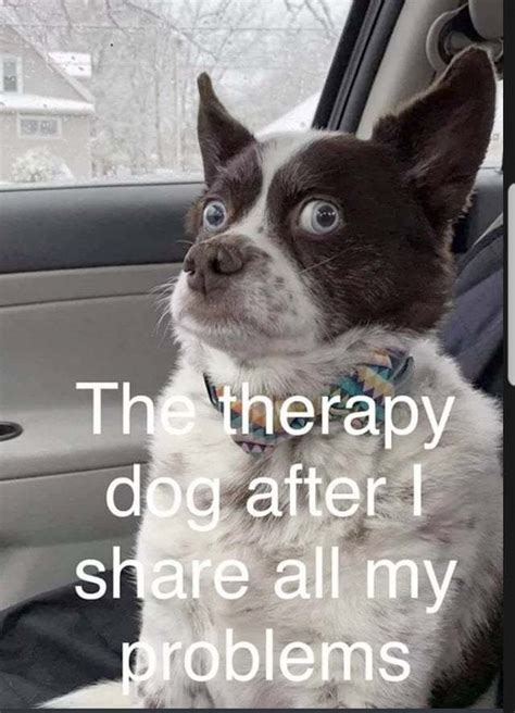 Fantastic Dachshund Dog Memes. . Therapy dog meme